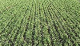 US soybean futures support the broader market: Grain market daily